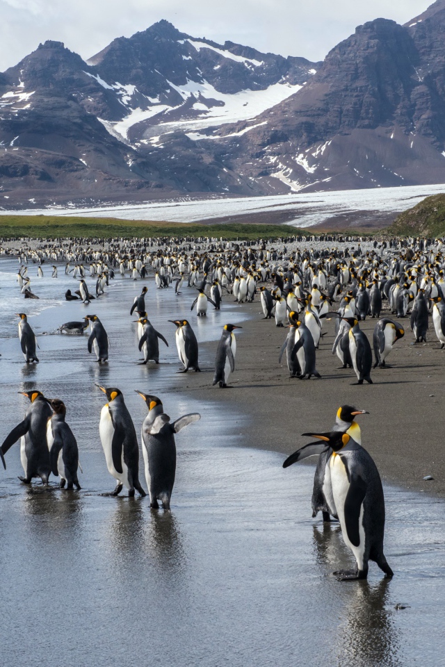 Много пингвинов у воды на фоне гор