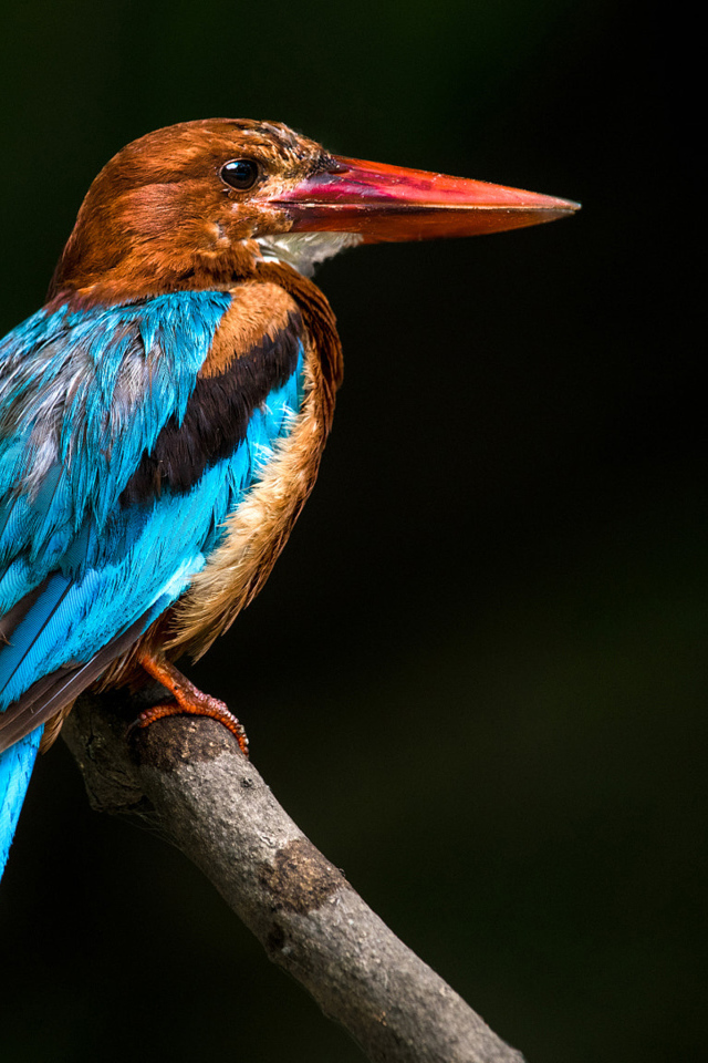 Разноцветная птица зимородок сидит на ветке дерева 