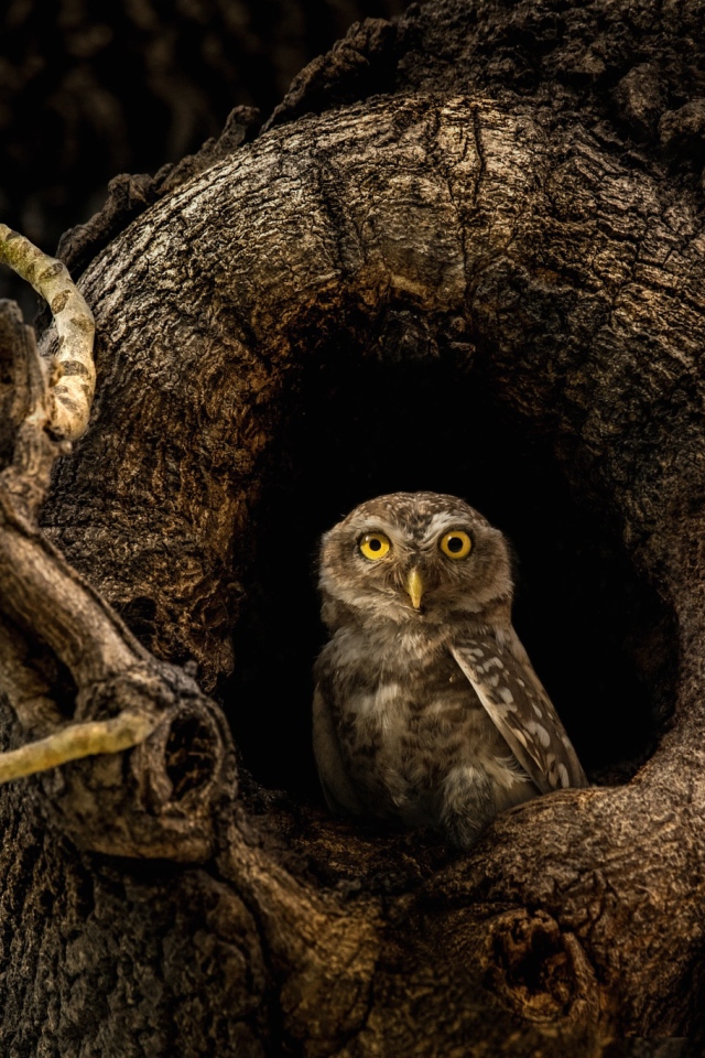 Сова с желтыми глазами сидит в дупле