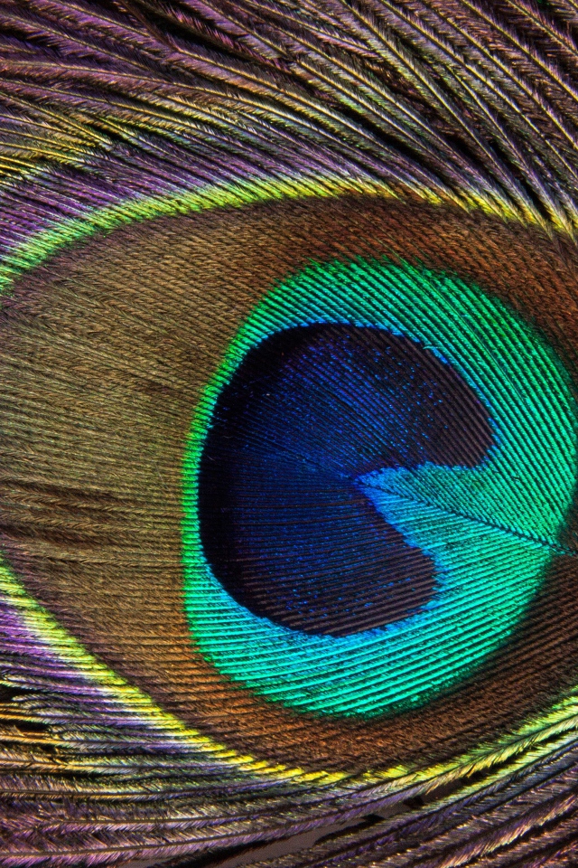 Перо павлина крупным планом 