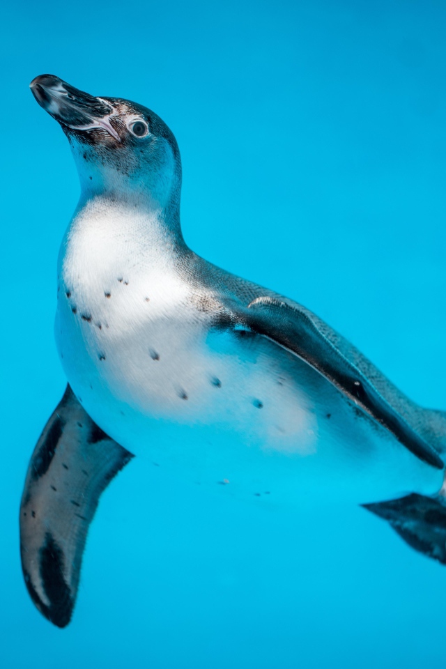 Пингвин в голубой воде крупным планом