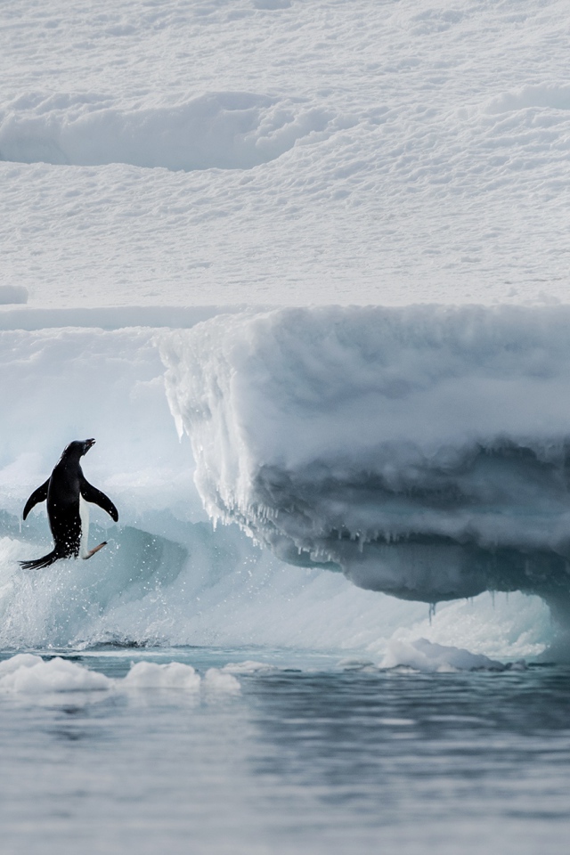 Пингвины выпрыгивают на холодную льдину