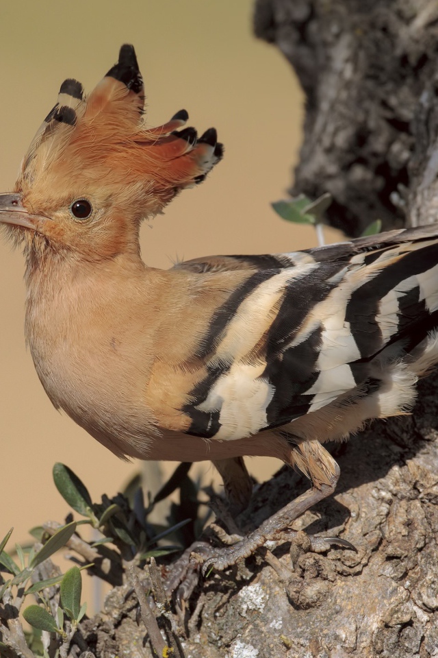 Птица удод с острым клювом сидит на дереве