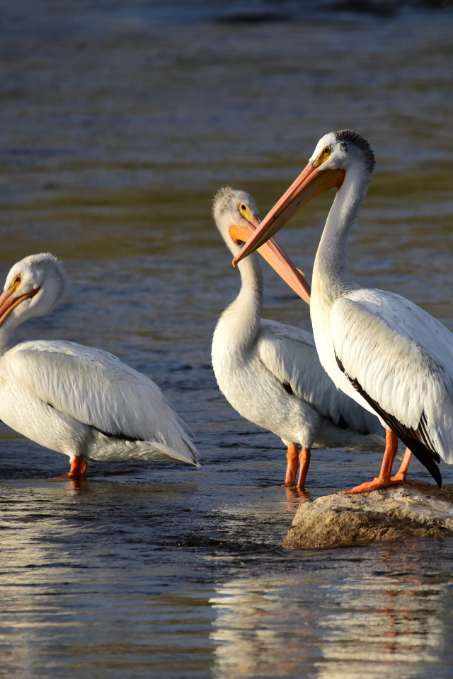 Three large pelicans in the water