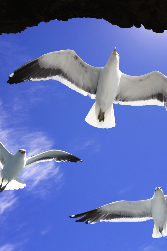 Три белые чайки в голубом небе