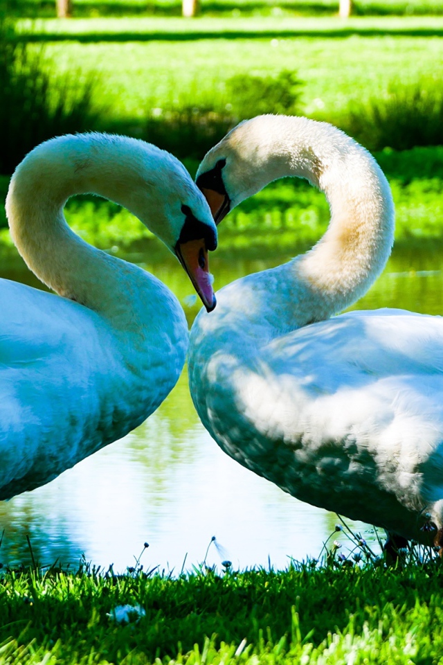 Два красивых белых лебедя у пруда на зеленой траве