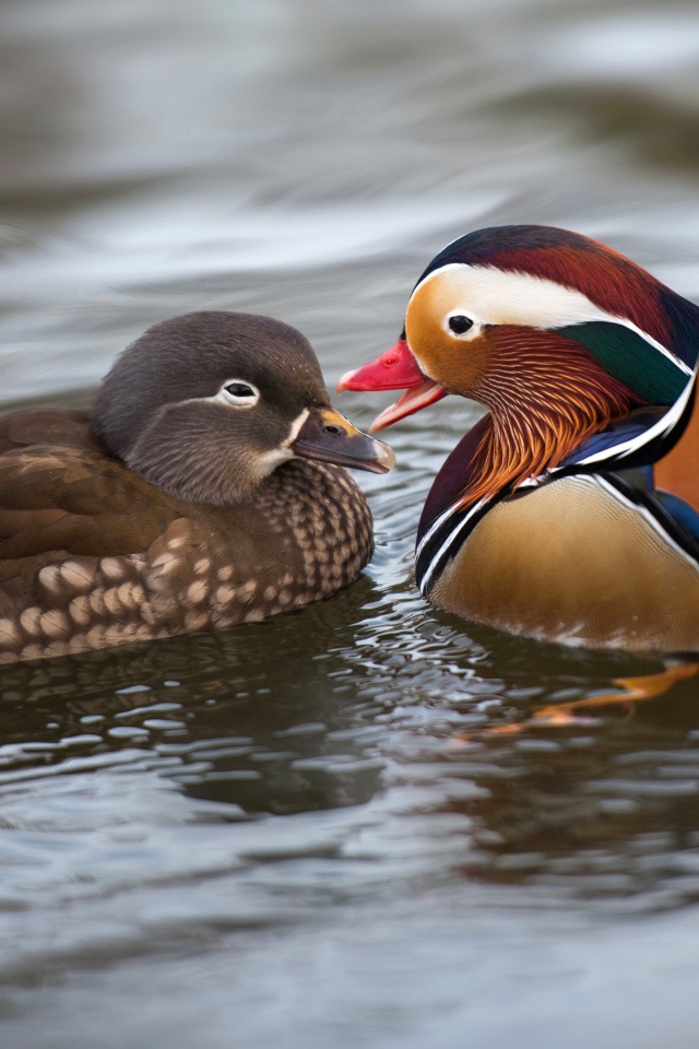Две уточки мандаринки в воде 