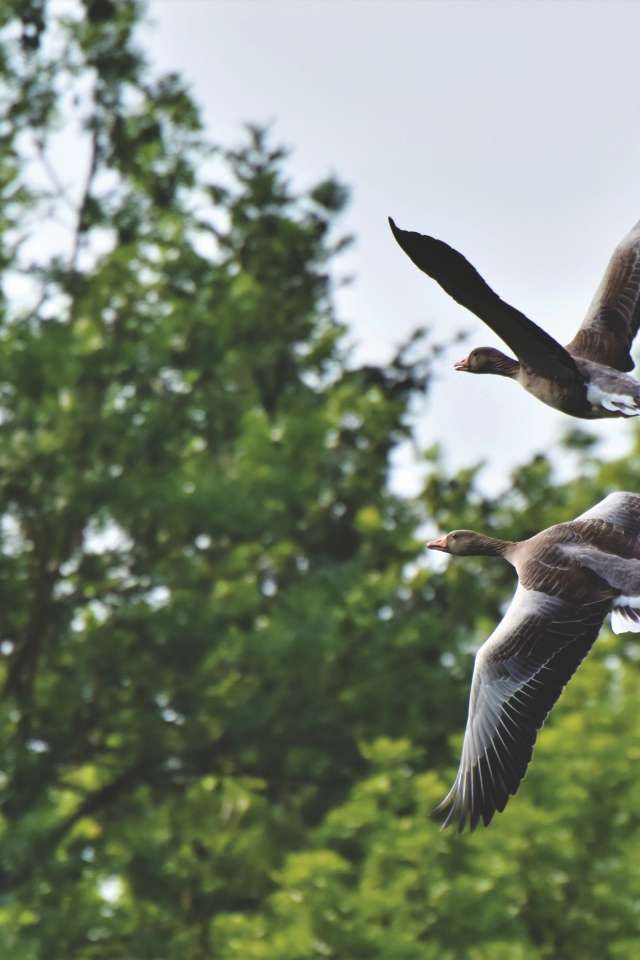 Два серых диких гуся пролетают у дерева