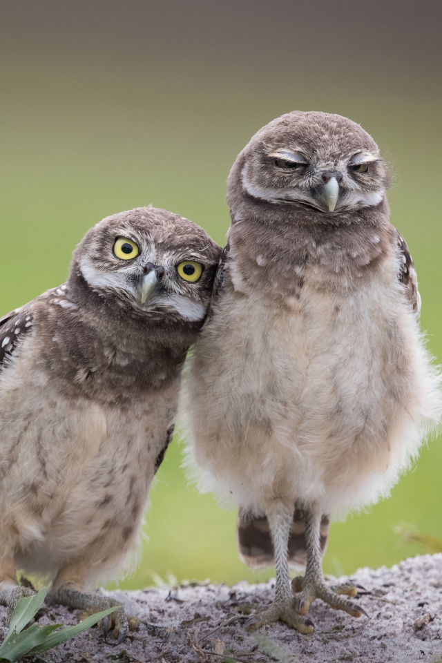 Две маленькие совы стоят на земле 