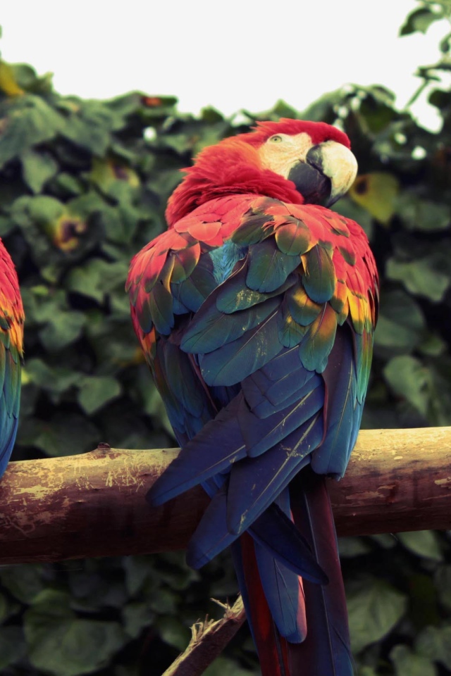 Два попугая ара сидят на ветке 