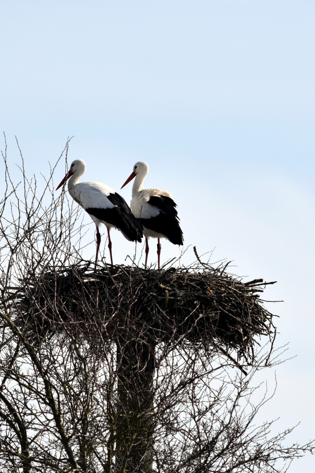 Two storks in a nest on a tree against the sky