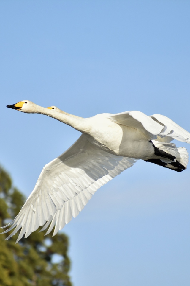 Два белых гуся летят на фоне голубого неба