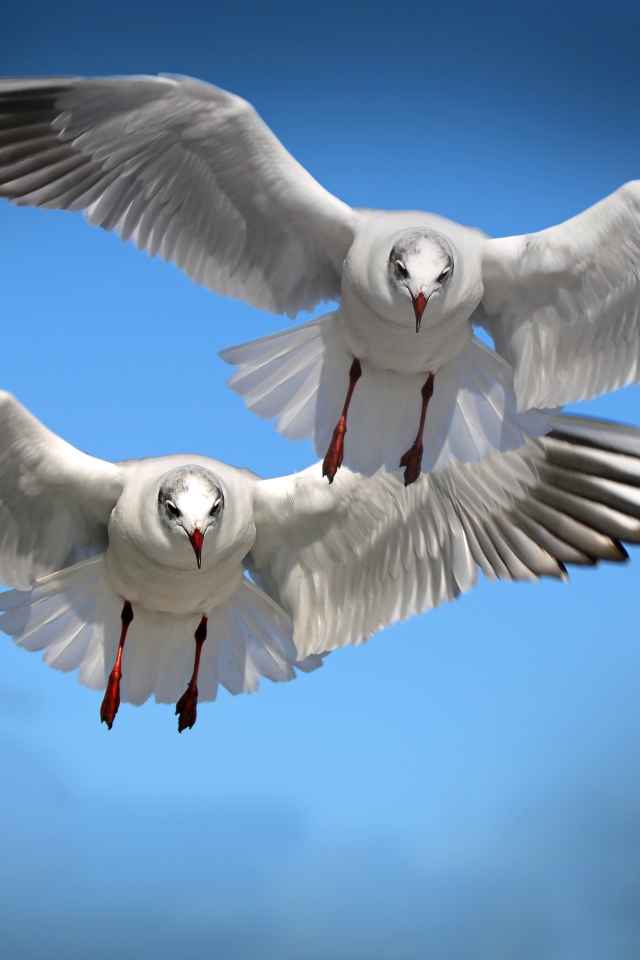 Две белые чайки летят в голубом небе 