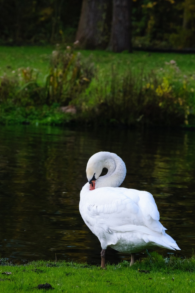Белый красивый лебедь стоит у пруда на зеленой траве