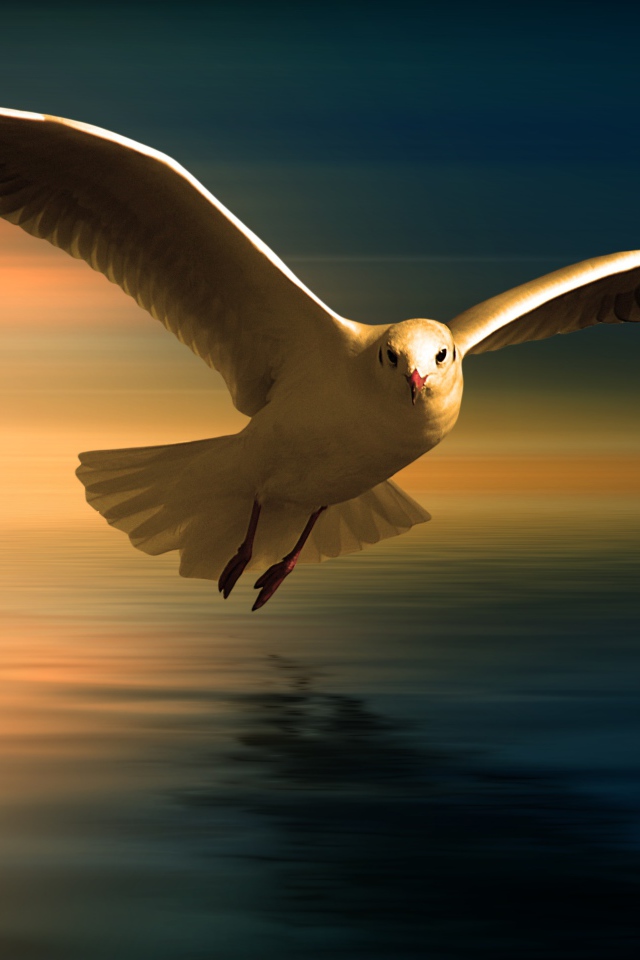 Белая чайка летит над водой на фоне заката
