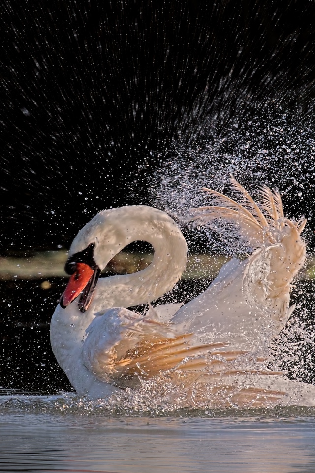 Белый лебедь бьет крыльями в воде 