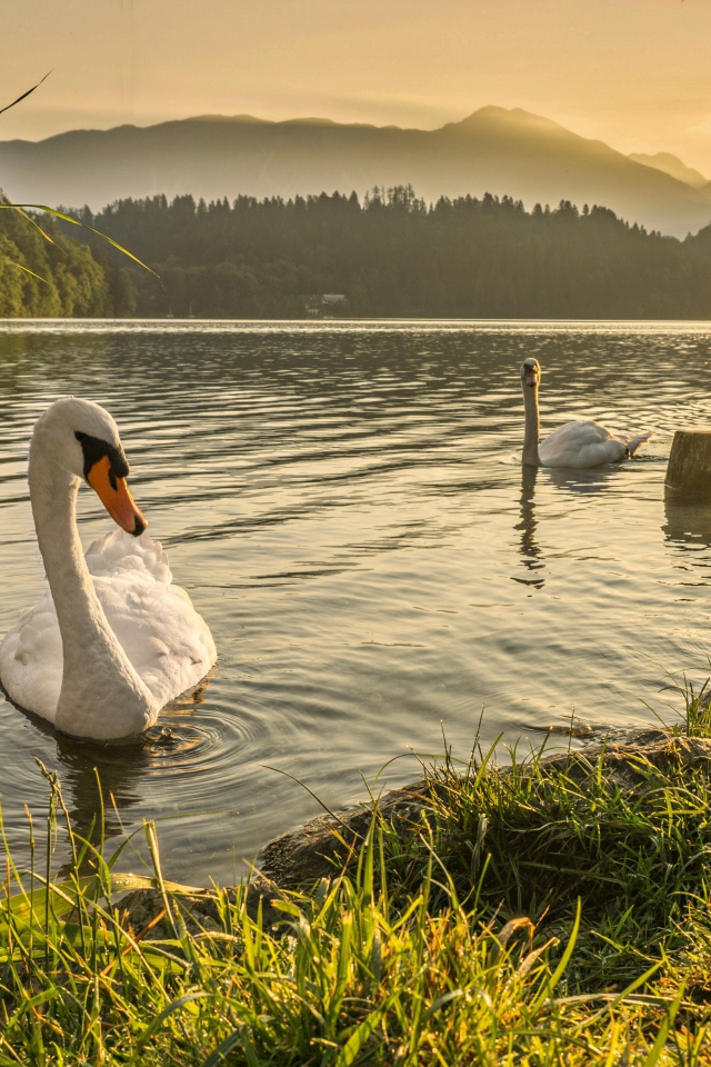 Белые лебеди в пруду на рассвете 