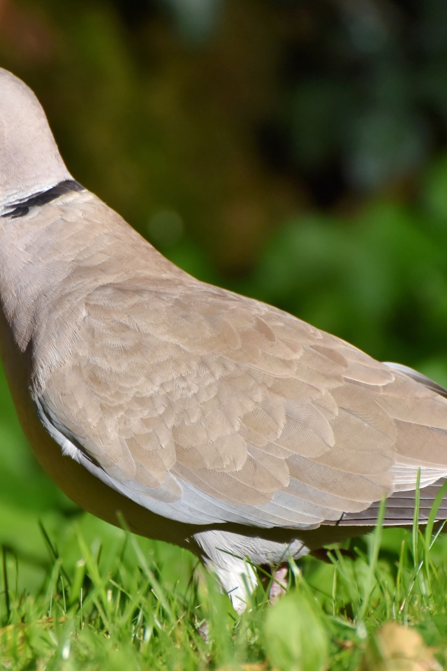 Дикая горлица на зеленой траве