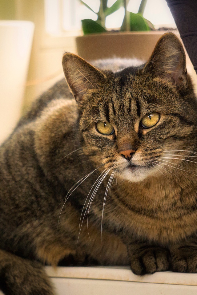 Красивый серый кот сидит на батарее у окна 