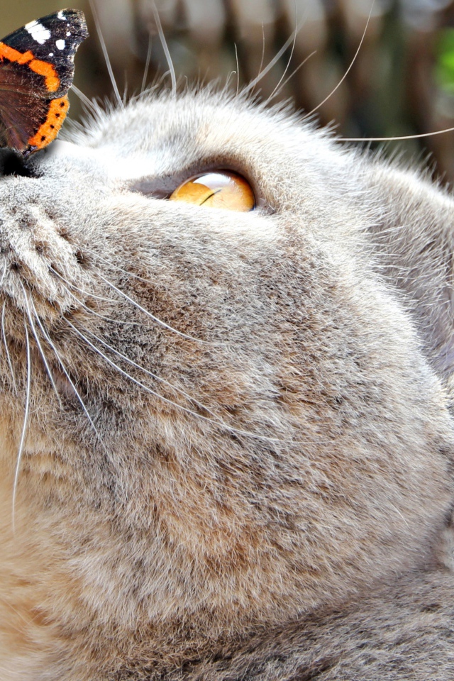 Бабочка сидит на носу у серого кота
