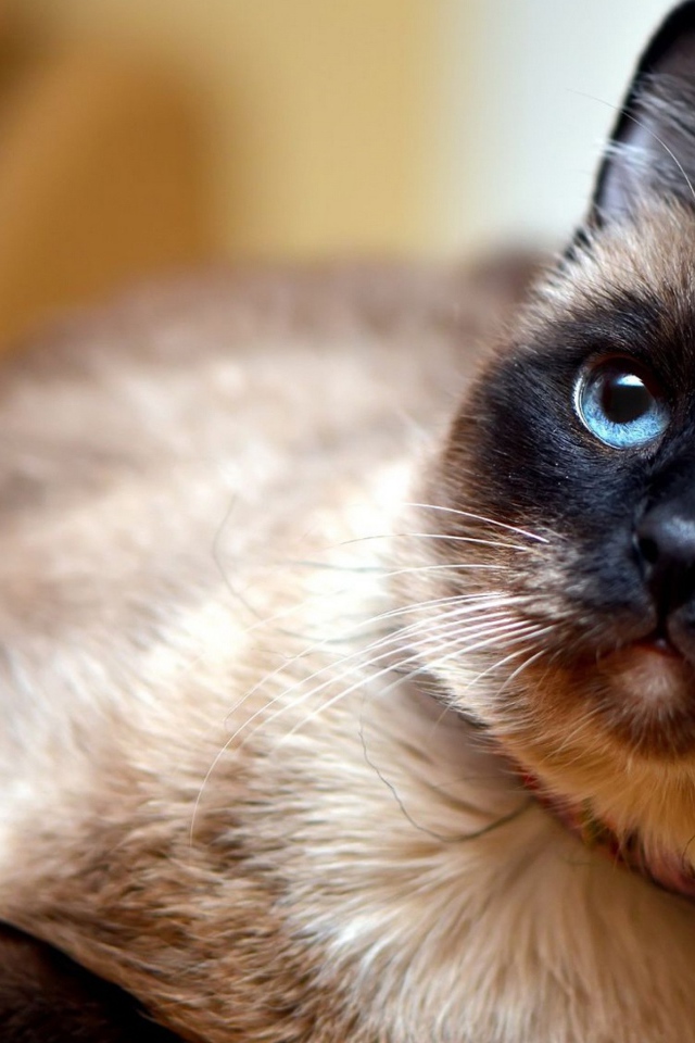 Красивый сиамский голубоглазый кот с ошейником