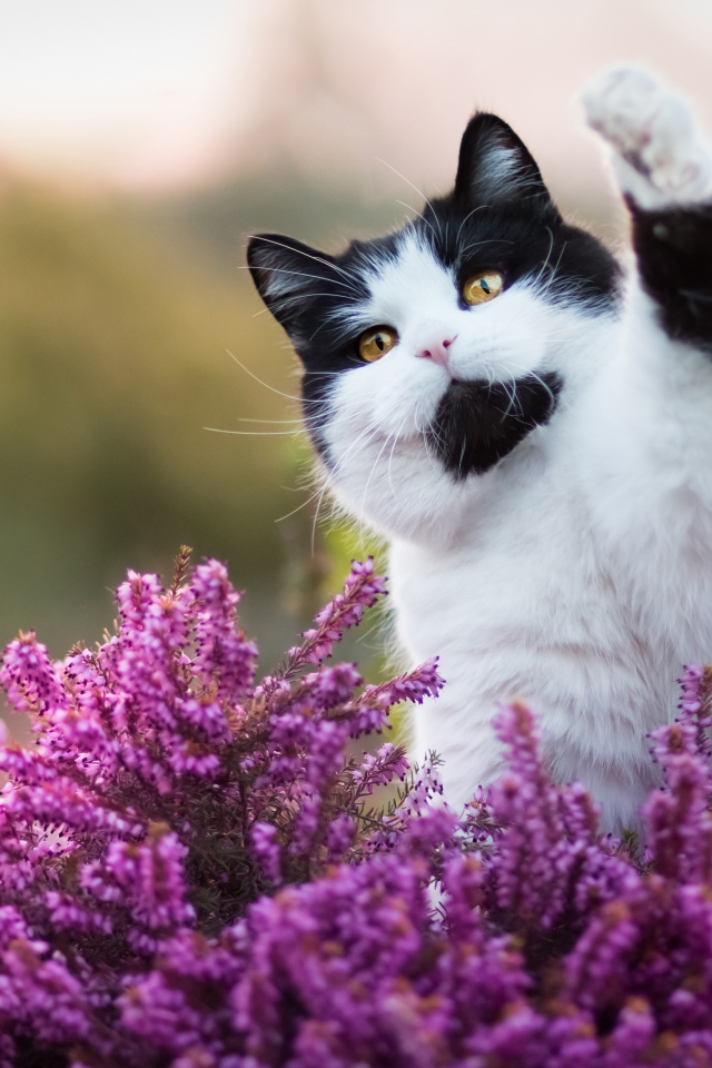 Красивый черно белый кот сидит в розовых цветах