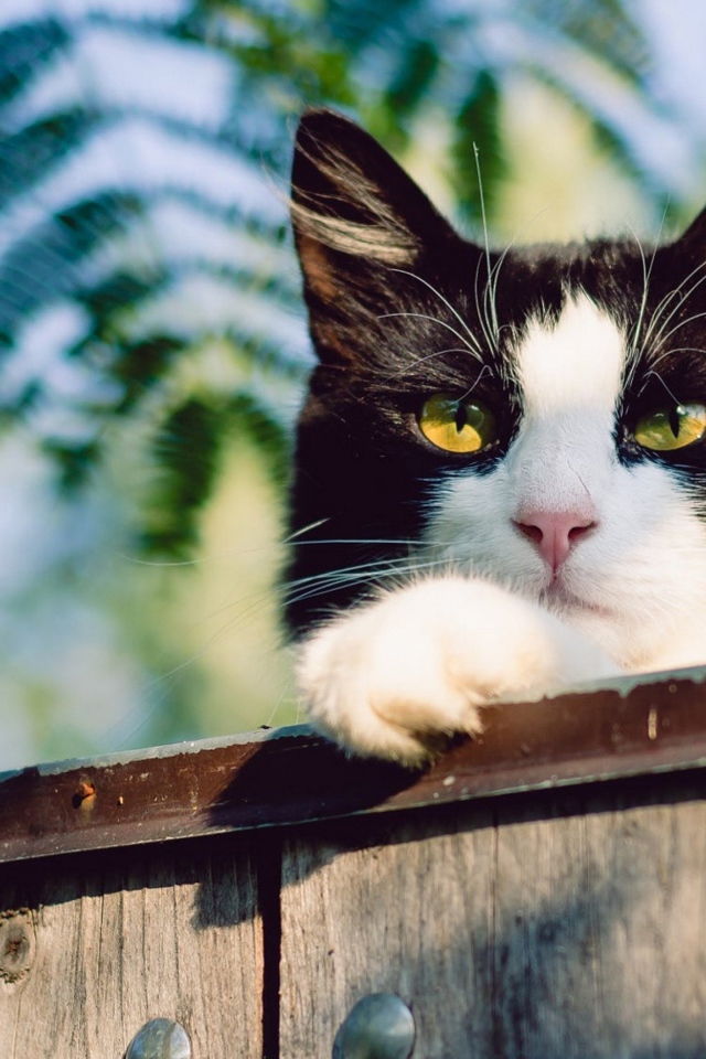 Красивый черно белый кот с желтыми глазами на заборе 