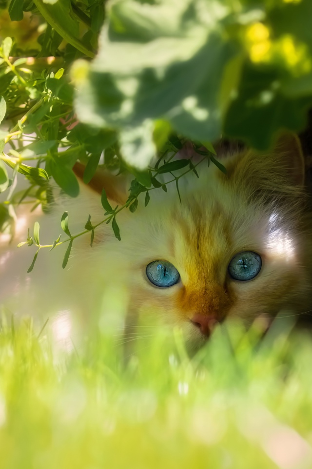 Красивый голубоглазый кот сидит в зеленой траве