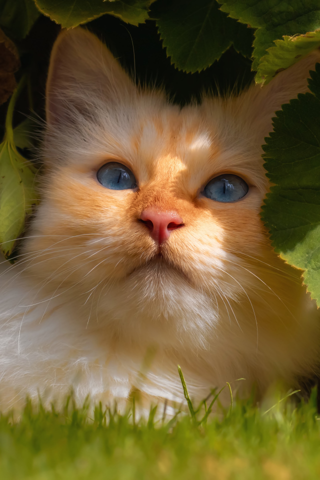 Красивый голубоглазый кот сидит на зеленой траве в зеленых листьях