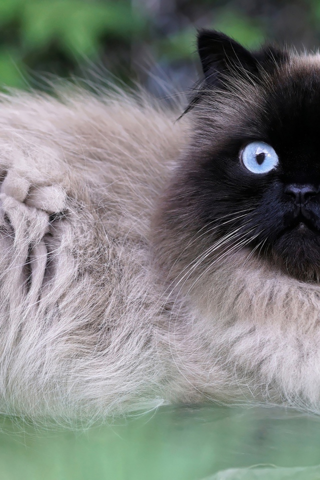 Красивый голубоглазый породистый сиамский кот 