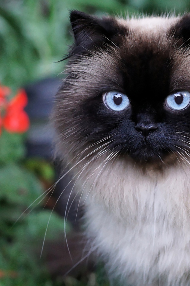 Красивый пушистый голубоглазый кот 