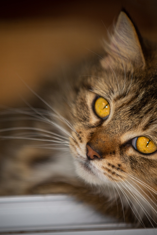 Красивый пушистый серый кот с желтыми глазами