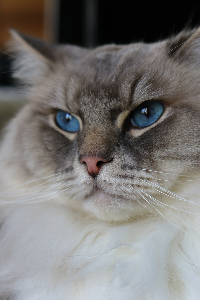 Beautiful fluffy thoroughbred cat with blue eyes