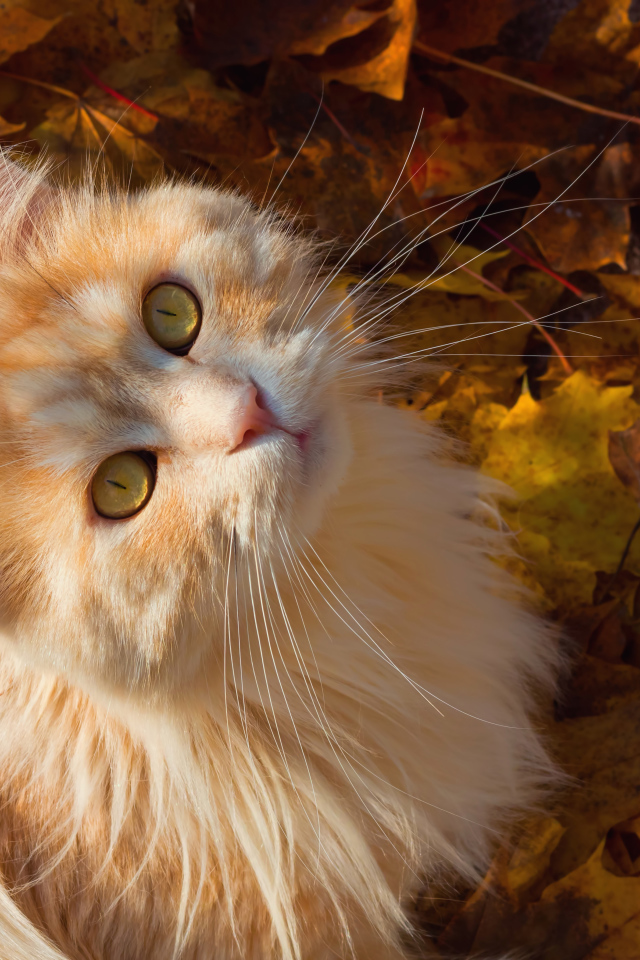 Красивый рыжий кот сидит на желтой опавшей листве