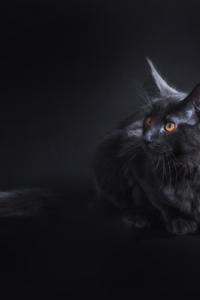 Красивый серый кот породы мейн кун на сером фоне