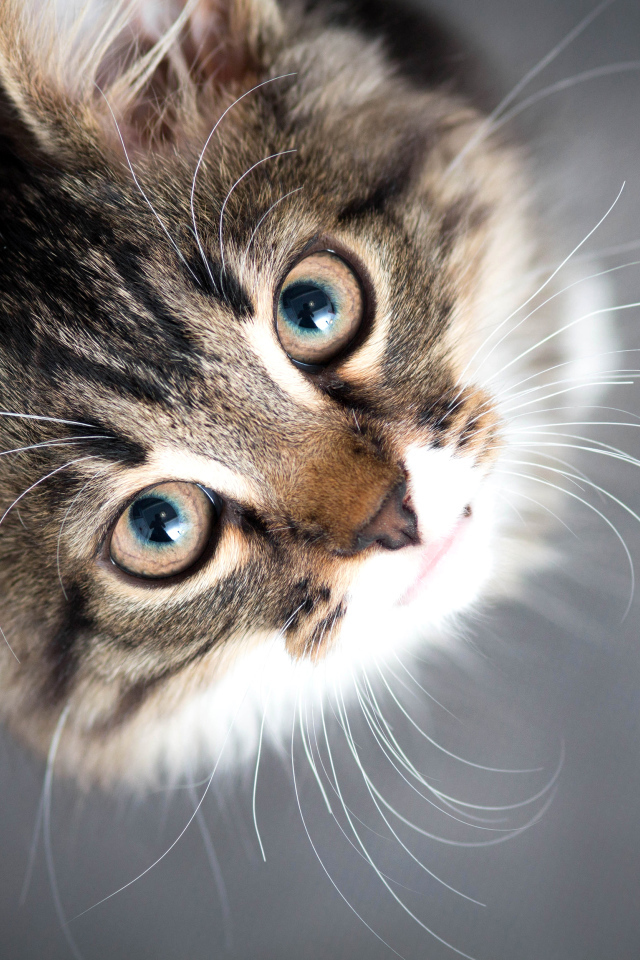 Красивый серый кот смотрит вверх 