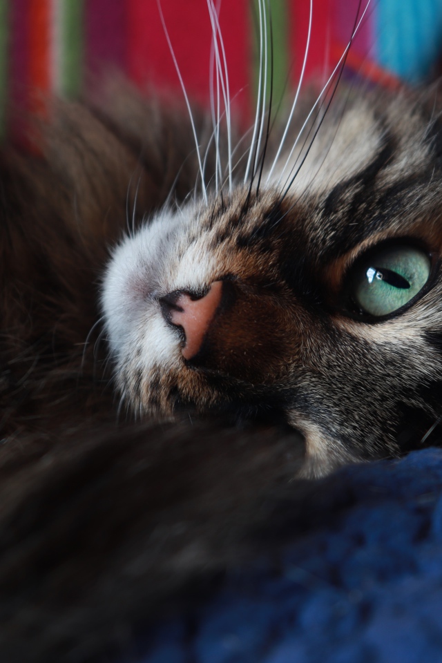 Красивый серый кот с зелеными глазами лежит на кровати