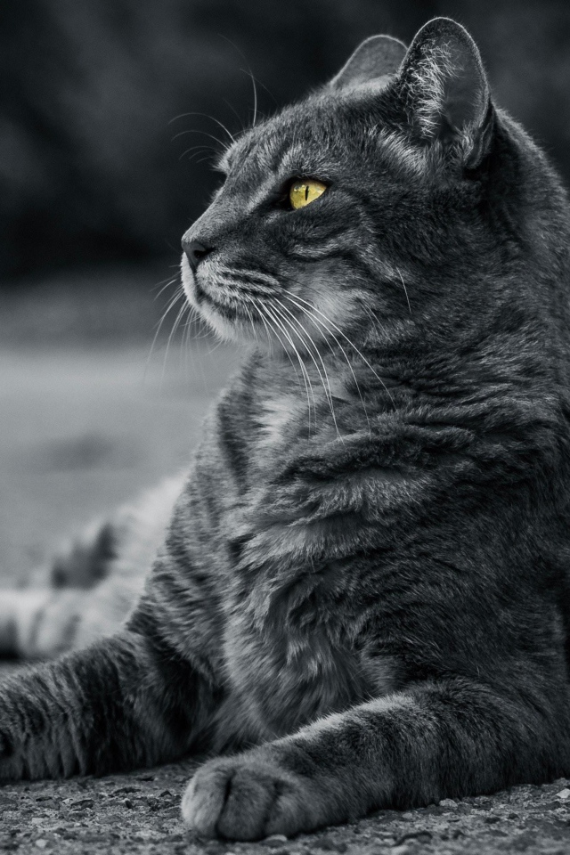 Красивый серый кот с зелеными глазами лежит на асфальте