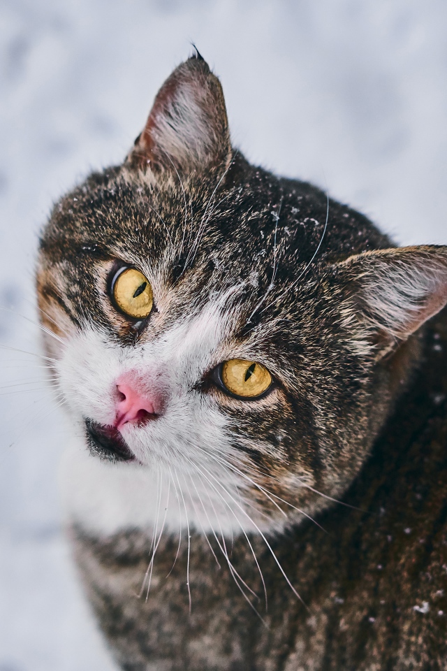 Красивый серый кот с желтыми глазами