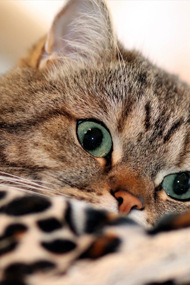 Красивый серый породистый  кот с зелеными глазами лежит на кровати
