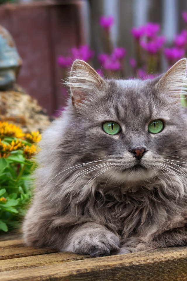 Красивый зеленоглазый кот лежит на деревянной лавке