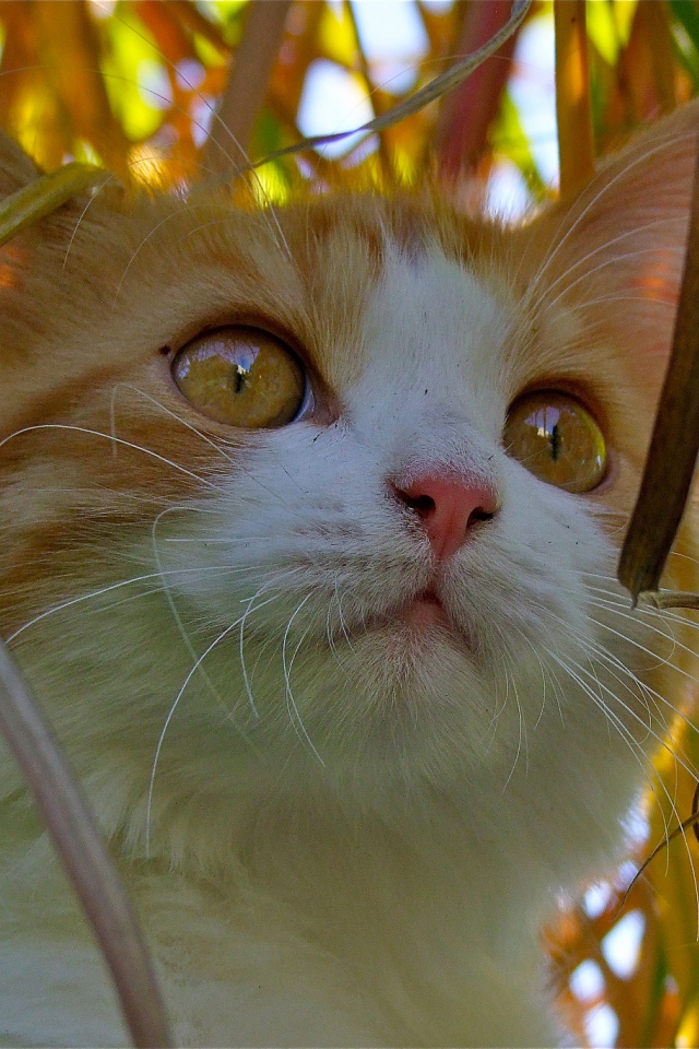 Красивый котенок с желтыми глазами сидит в траве