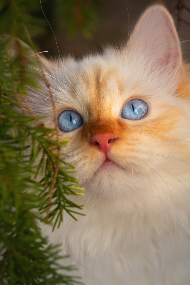 Красивый породистый голубоглазый рыжий кот в зеленых ветках ели