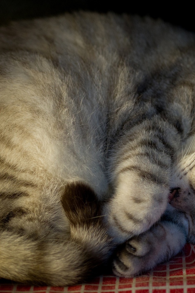 Красивый породистый серый кот спит на покрывале