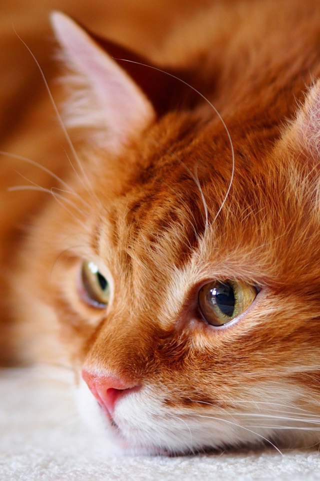 Красивый рыжий кот лежит на белом покрывале 