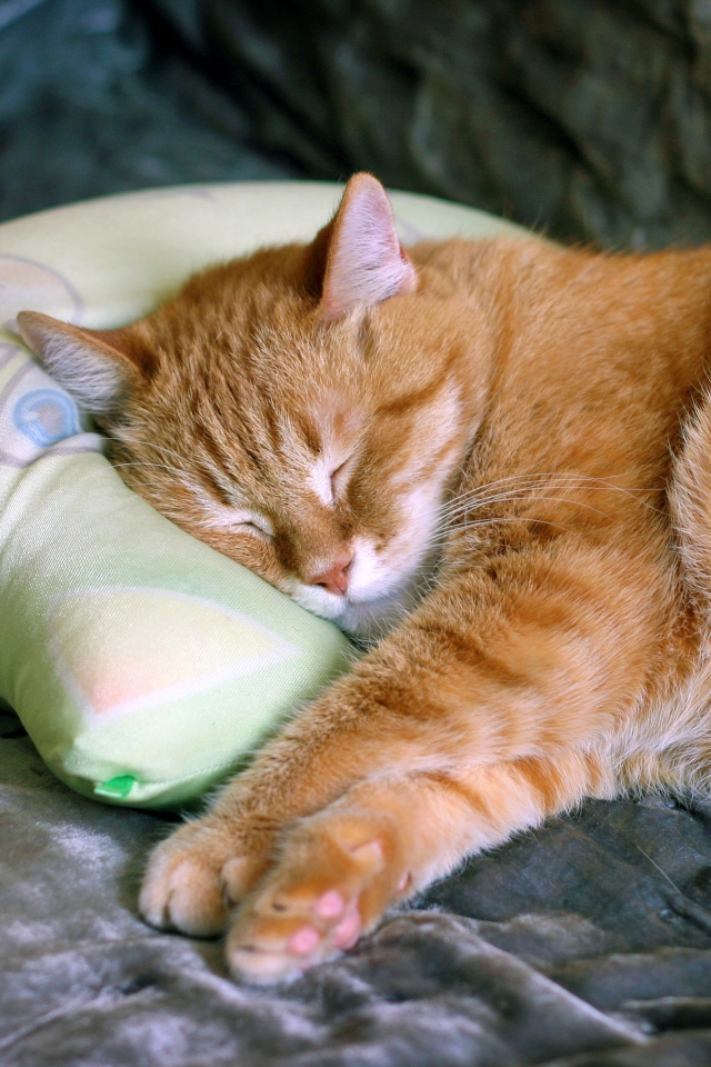 Красивый рыжий кот спит на подушке