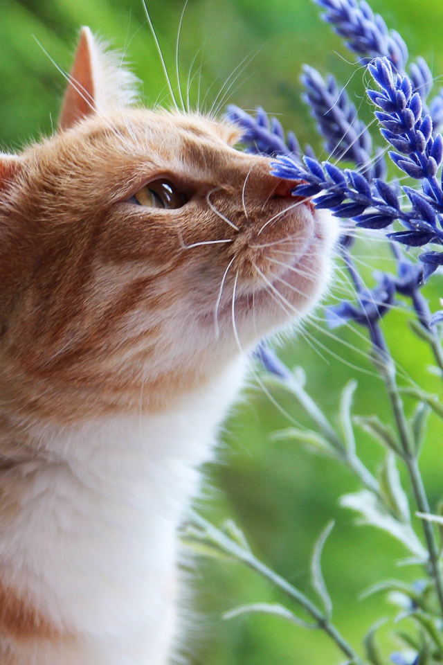 Красивый рыжий кот нюхает синие цветы