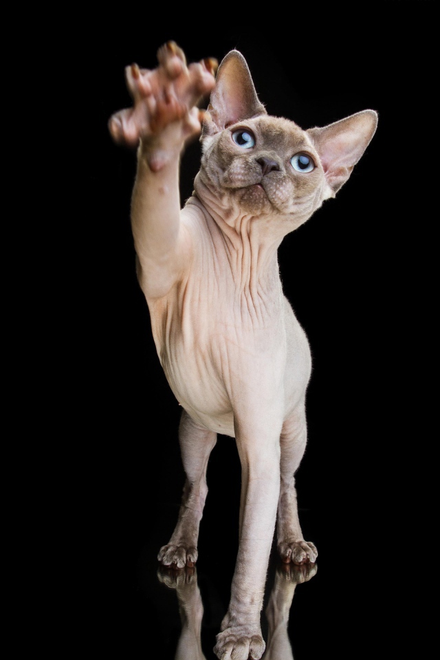 Красивый кот породы Сфинкс тянет лапу на черном фоне