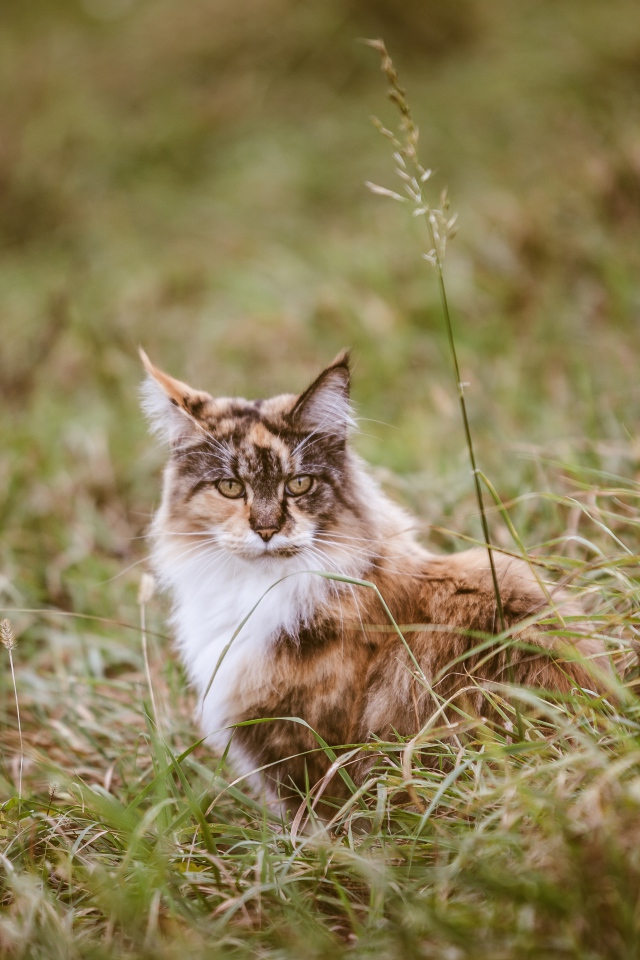 Красивая трехцветная кошка сидит в зеленой траве