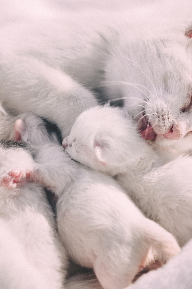Красивая белая кошка с маленькими котятами